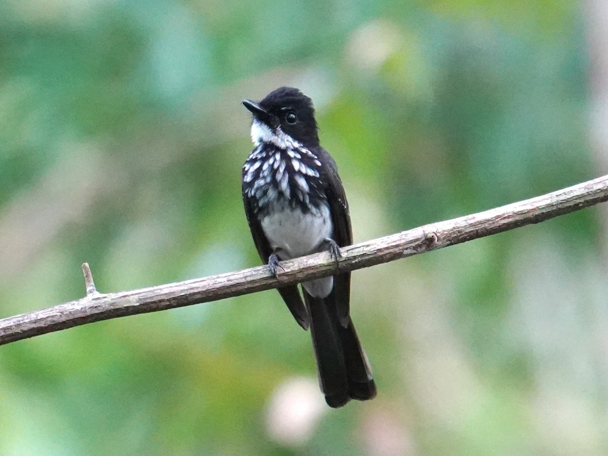 White-gorgeted Fantail - ML639323599