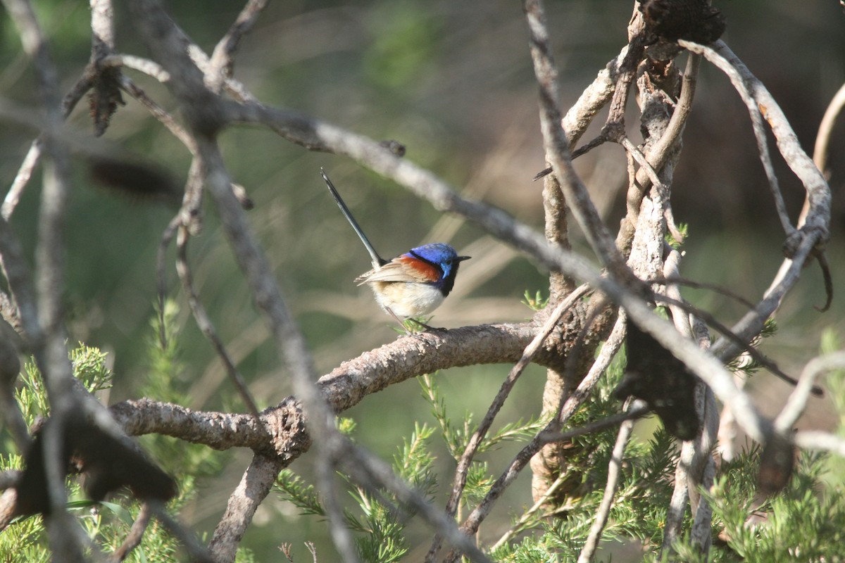 Purple-backed Fairywren - ML639323607