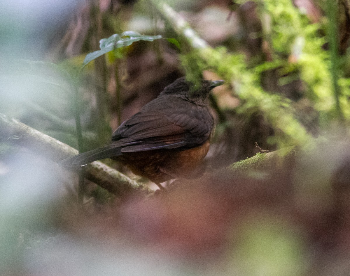 White-tailed Ant-Thrush - ML639323608
