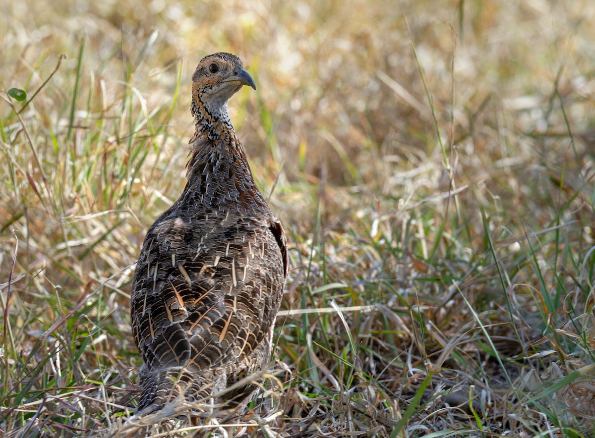 Orange River Francolin - ML639323637