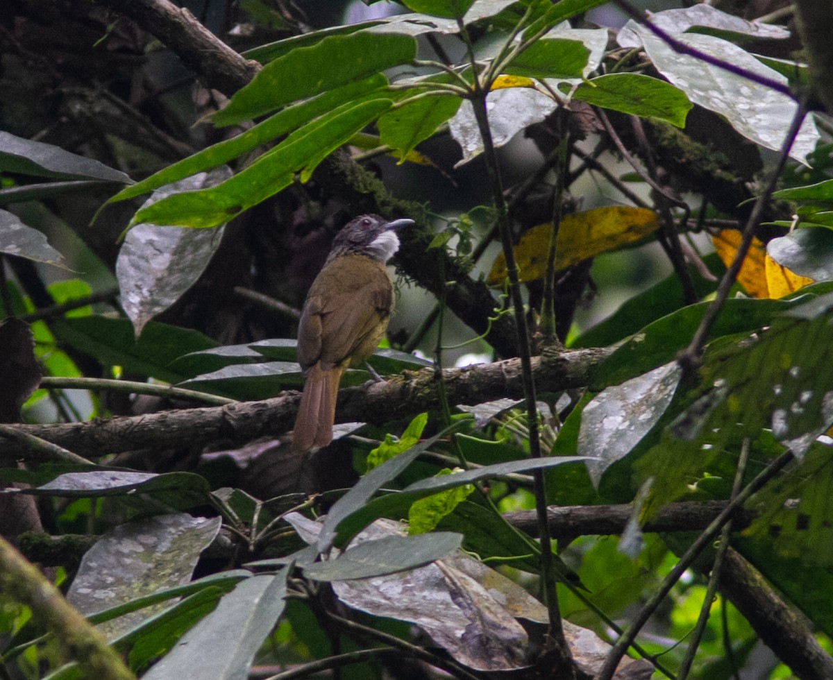Red-tailed Greenbul - ML639323647