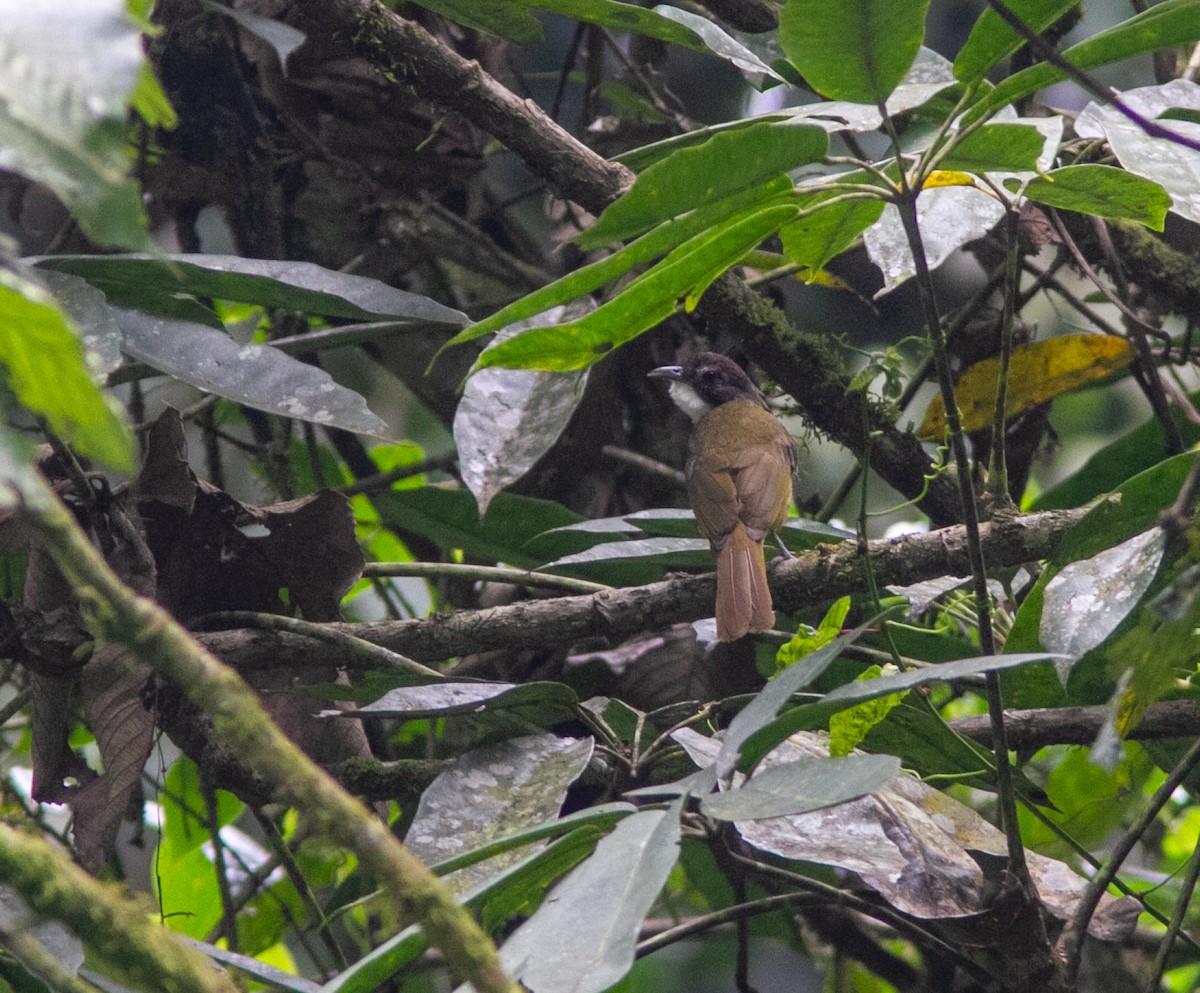 Red-tailed Greenbul - ML639323649