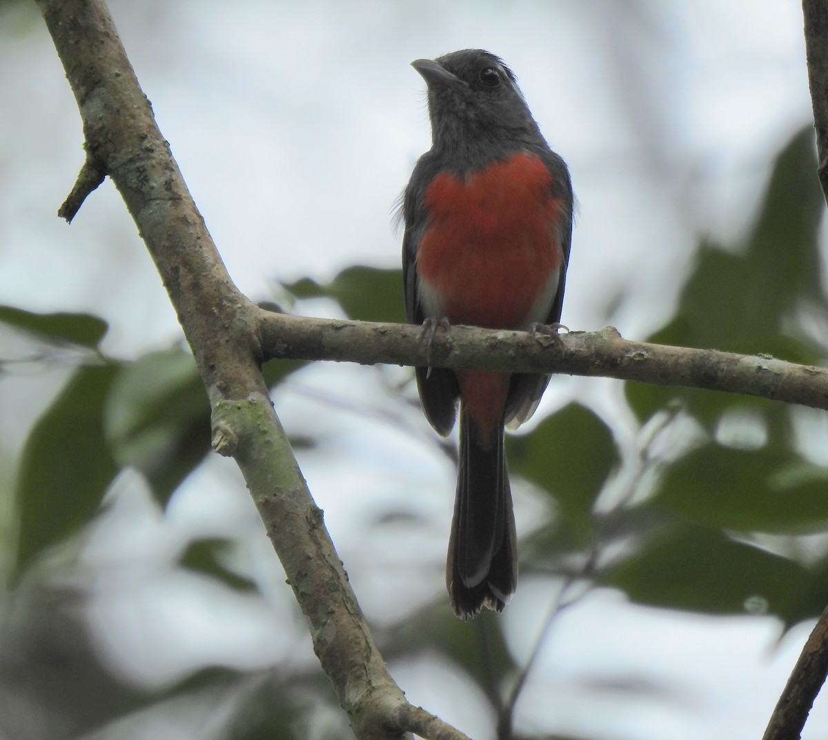 Gray-throated Chat - ML639323655