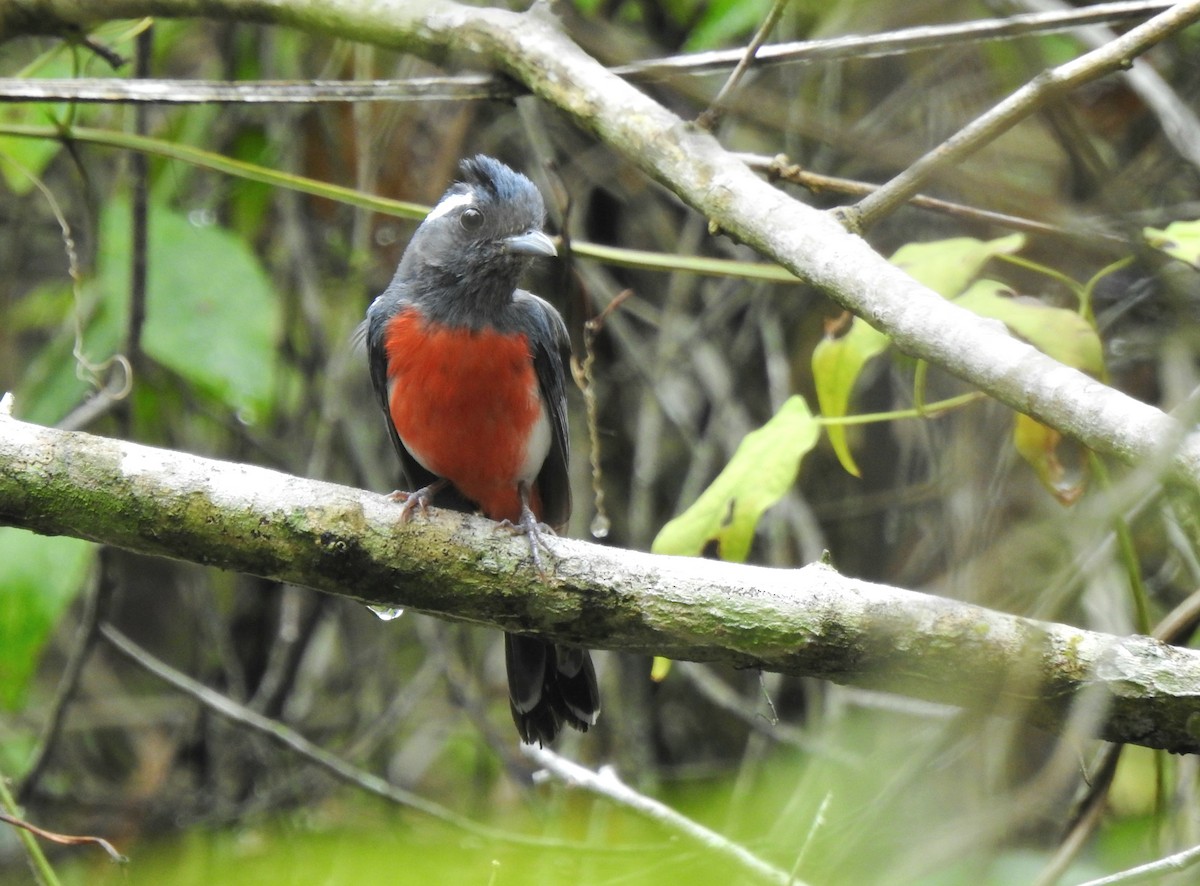 Gray-throated Chat - ML639323656