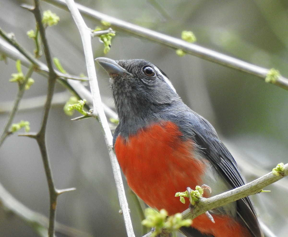 Gray-throated Chat - ML639323657