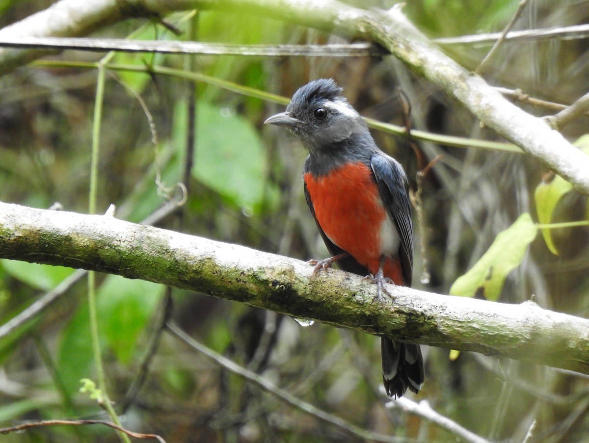 Gray-throated Chat - ML639323658