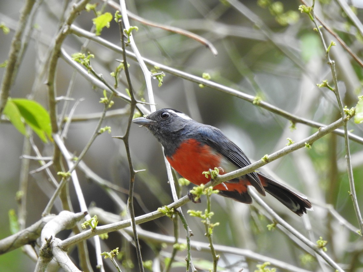 Gray-throated Chat - ML639323659