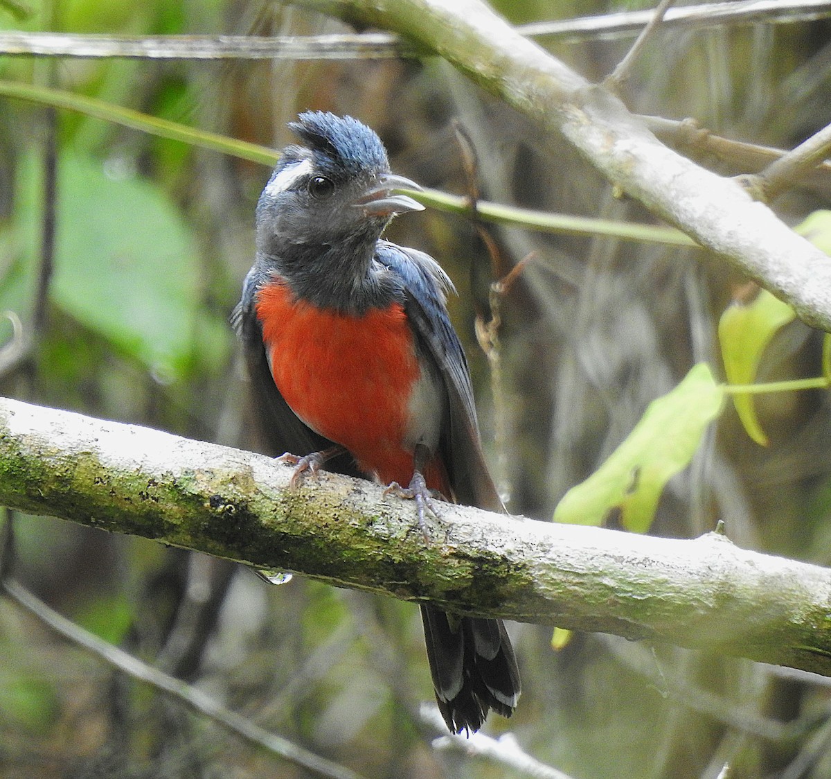 Gray-throated Chat - ML639323660