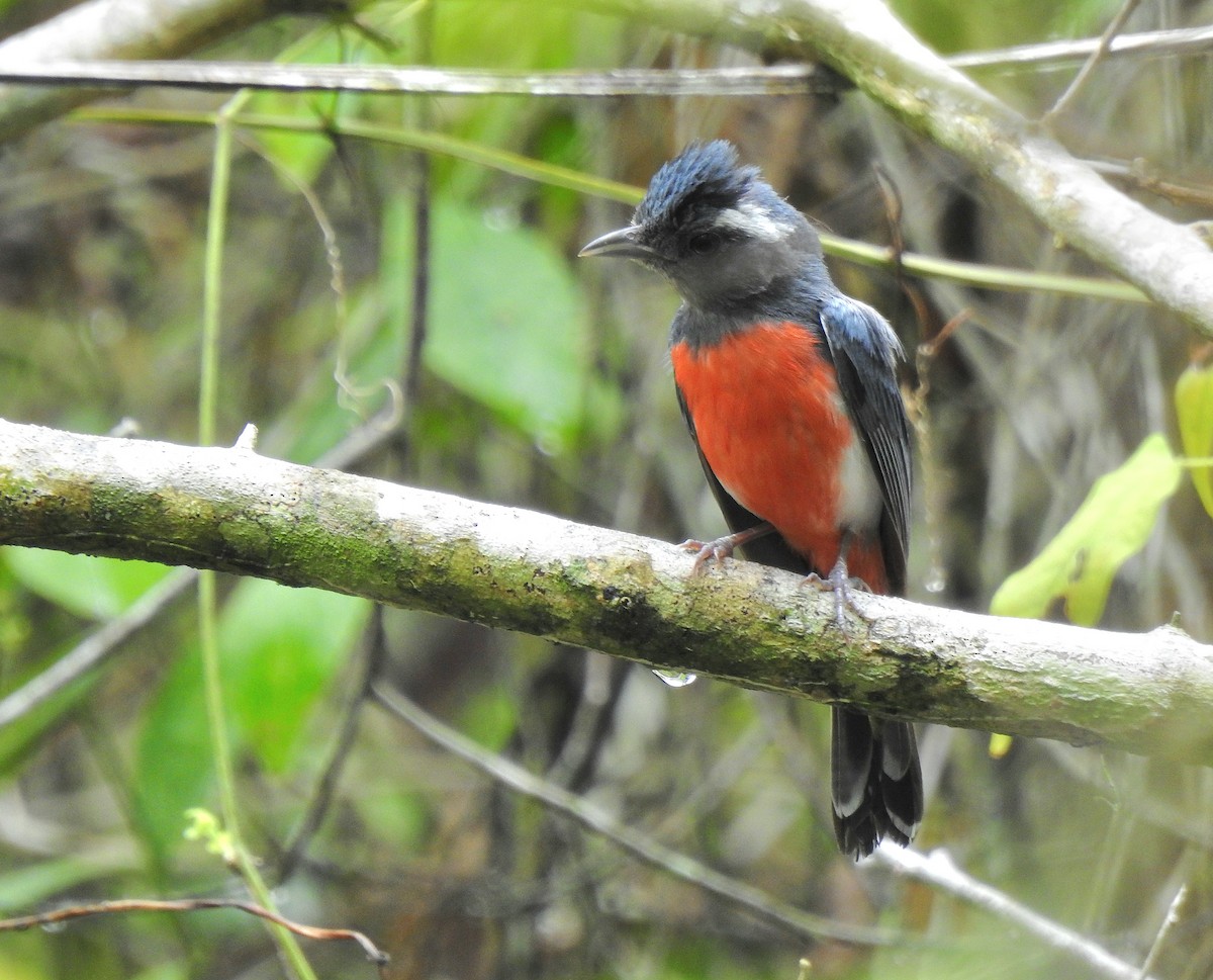 Gray-throated Chat - ML639323661