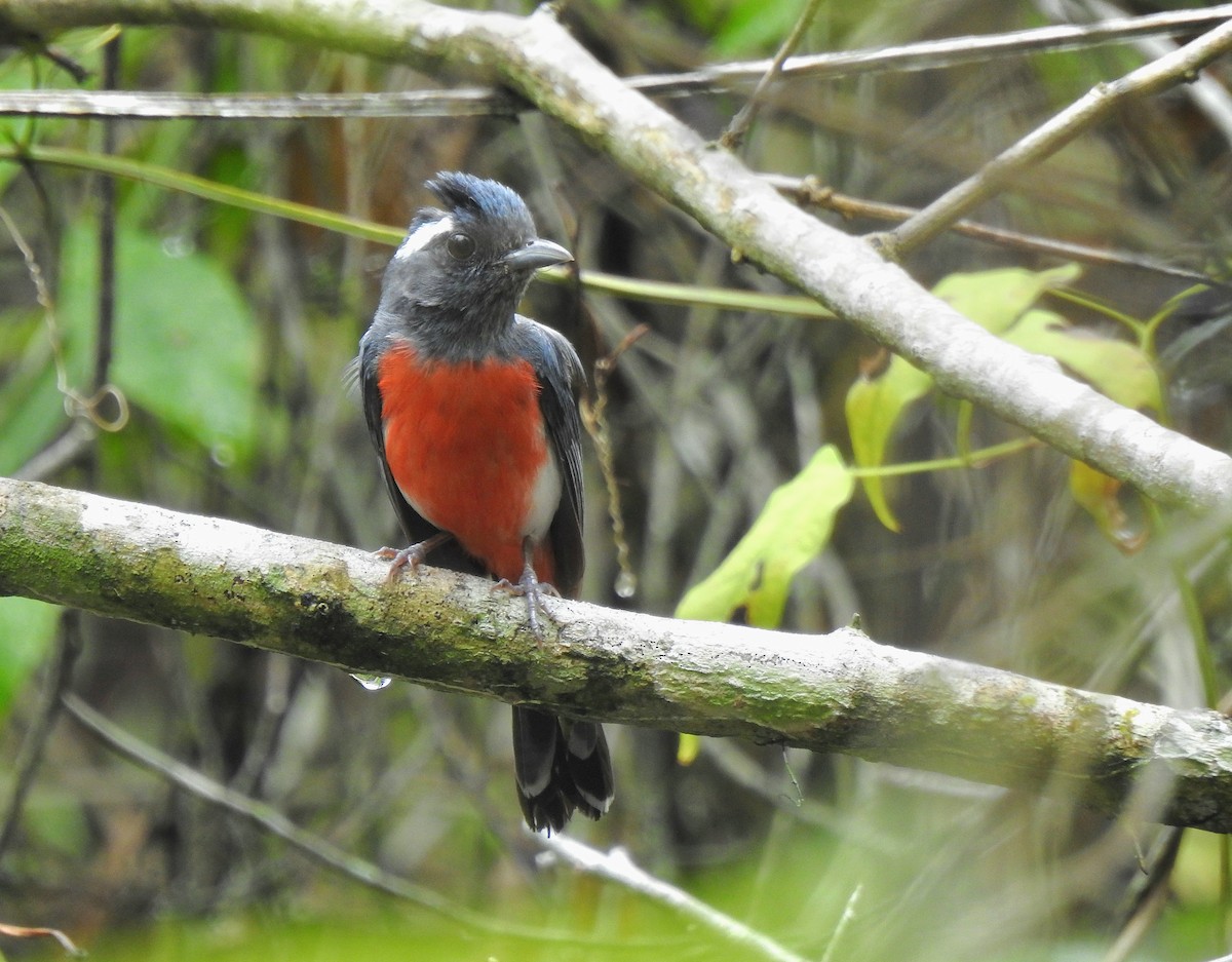 Gray-throated Chat - ML639323662