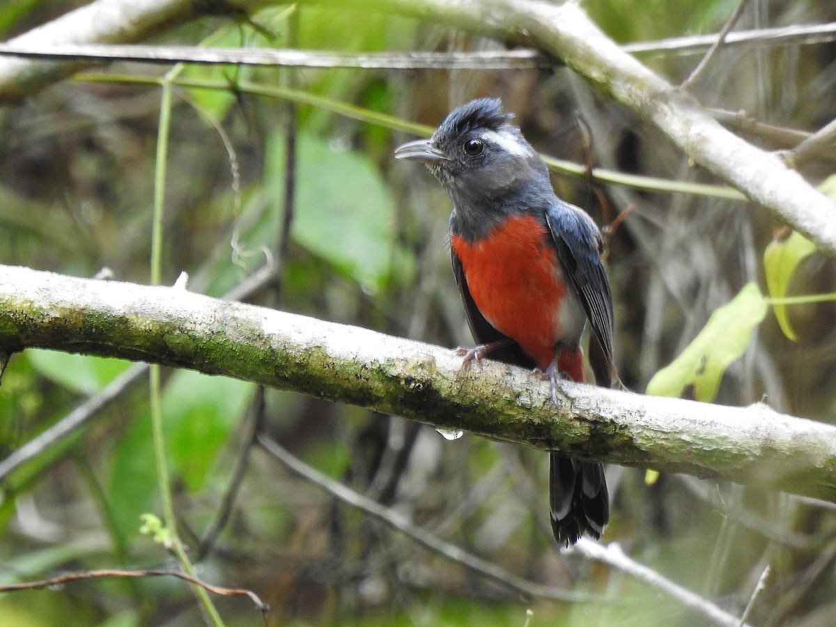 Gray-throated Chat - ML639323666