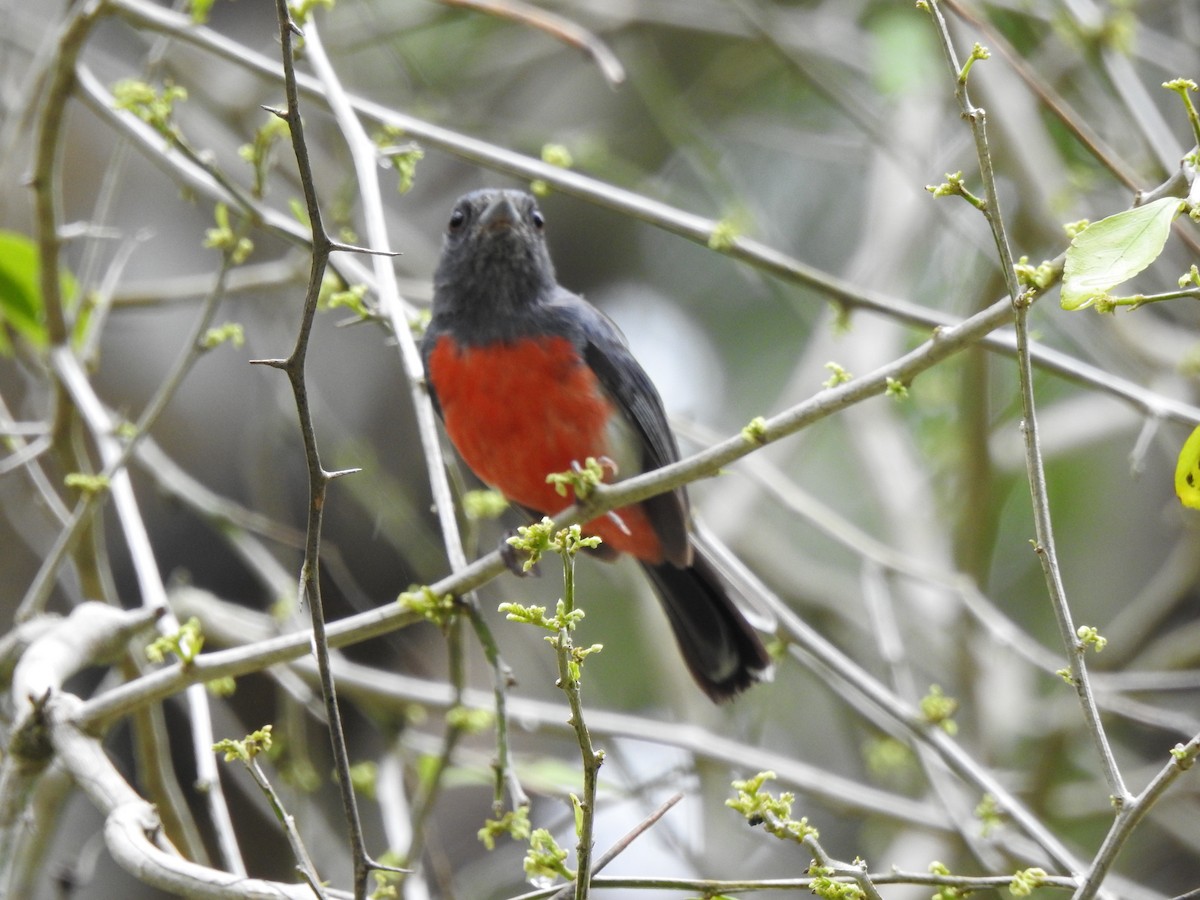 Gray-throated Chat - ML639323667