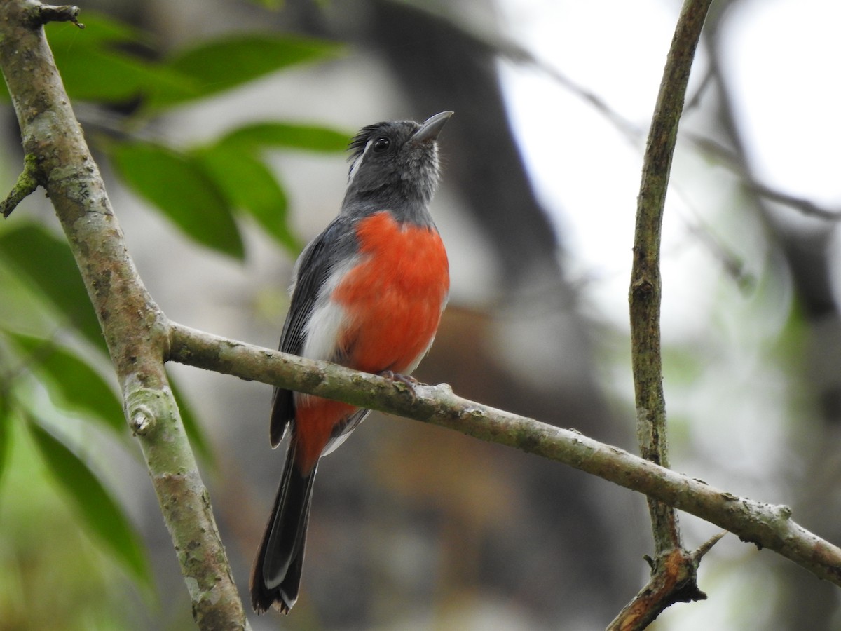 Gray-throated Chat - ML639323668