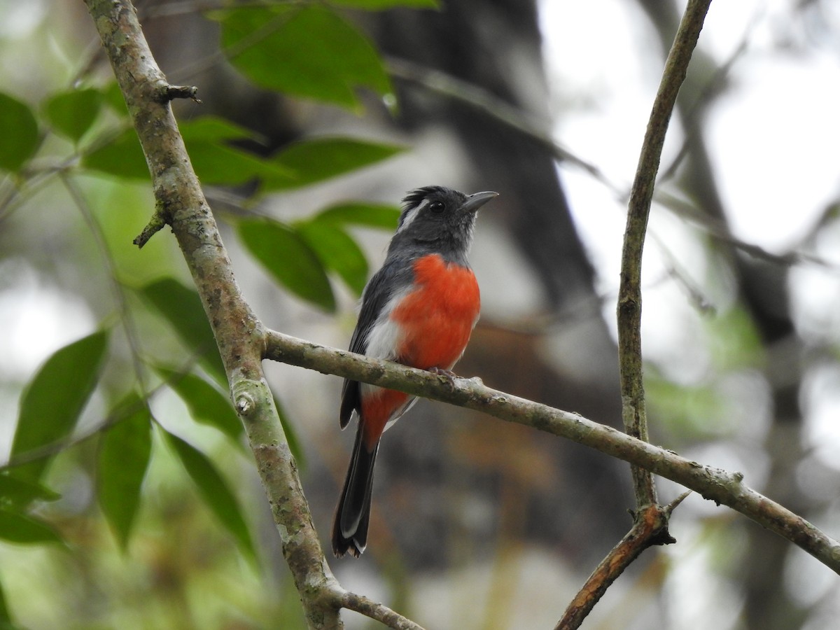 Gray-throated Chat - ML639323669