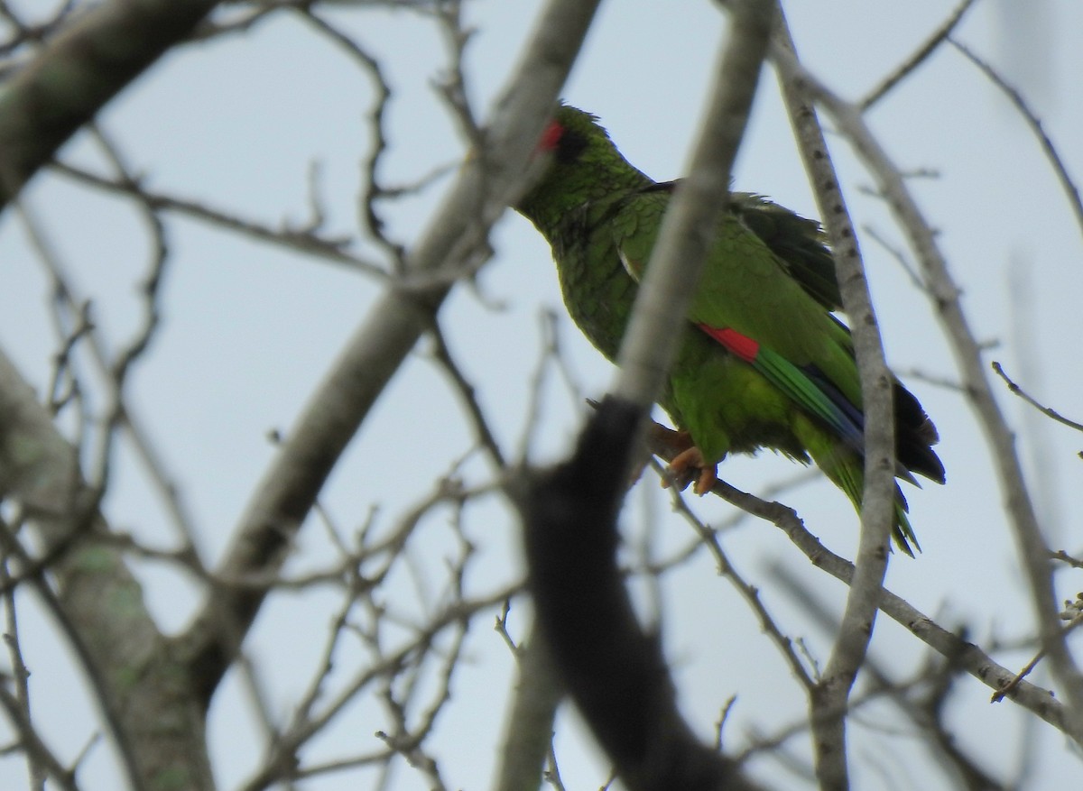 Yellow-lored Amazon - ML639323675