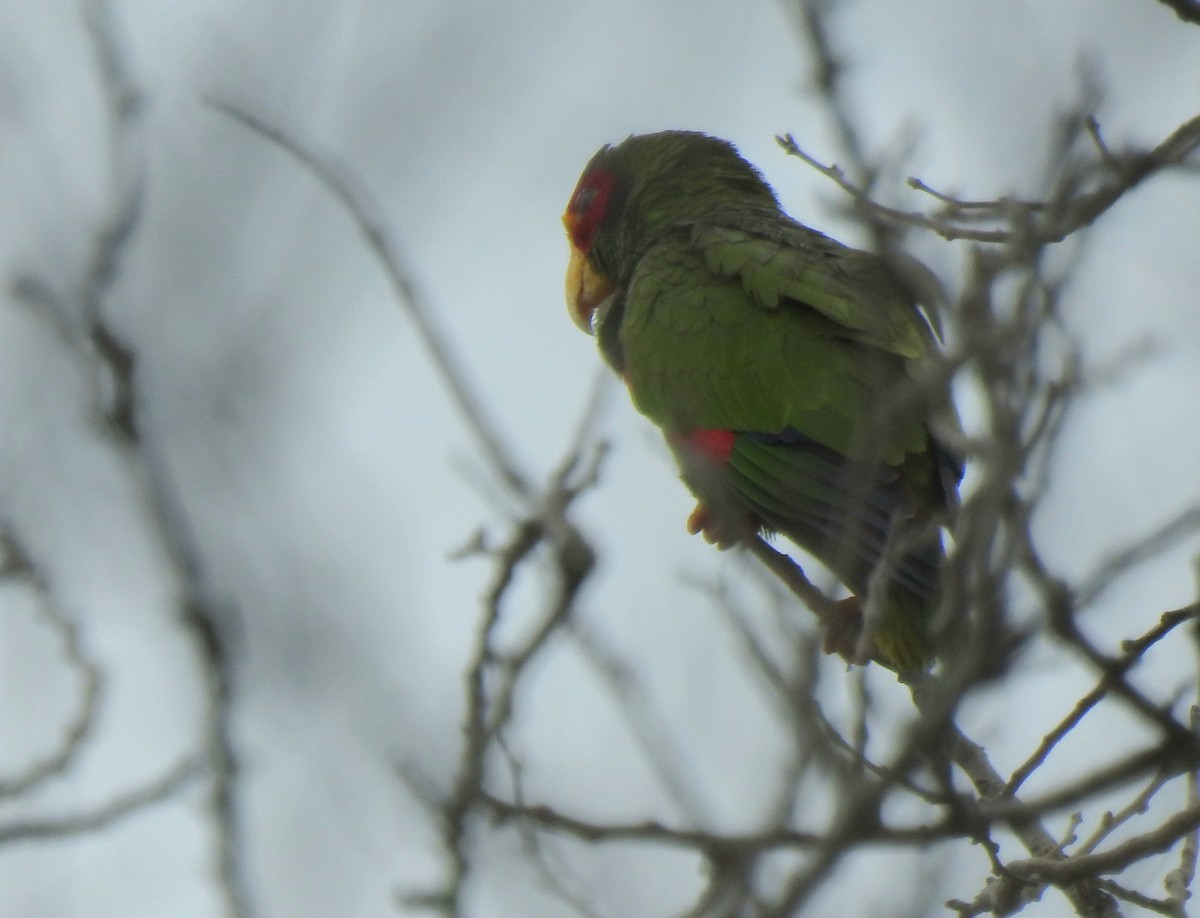 Yellow-lored Amazon - ML639323676