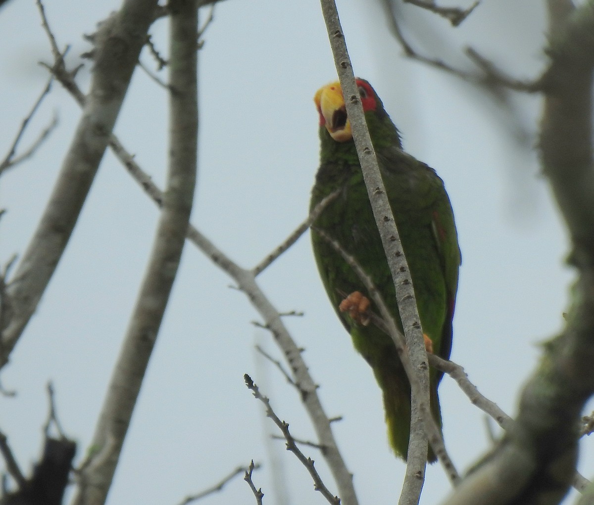 Yellow-lored Amazon - ML639323677