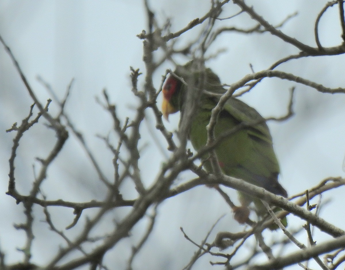 Yellow-lored Amazon - ML639323678