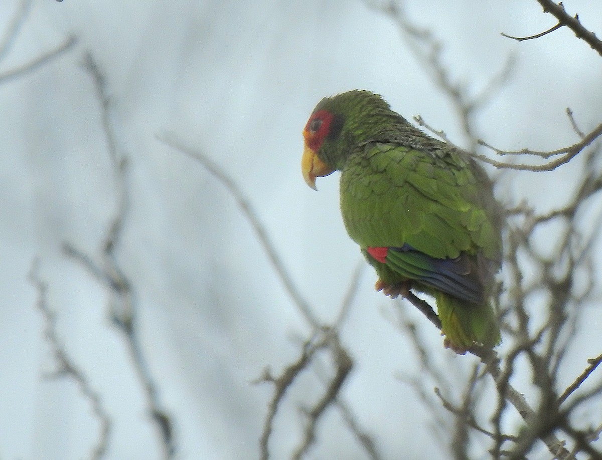 Yellow-lored Amazon - ML639323679
