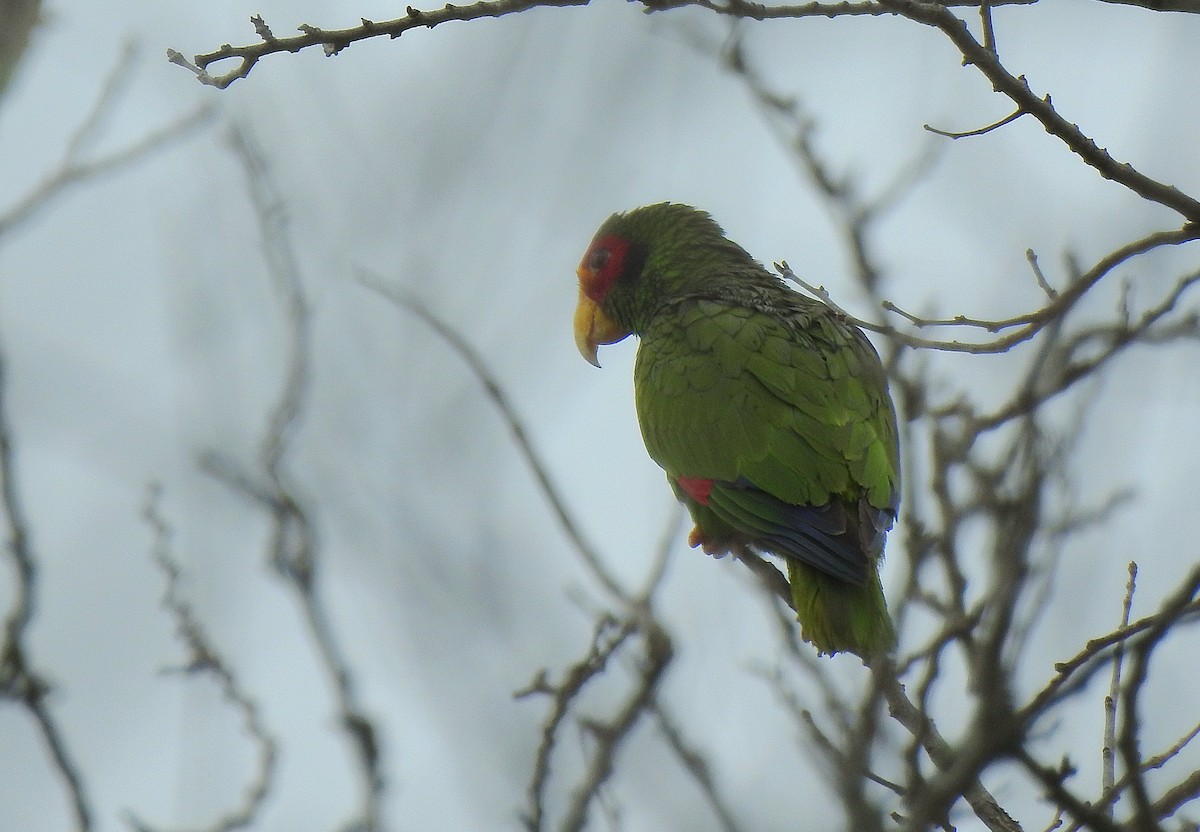 Yellow-lored Amazon - ML639323682