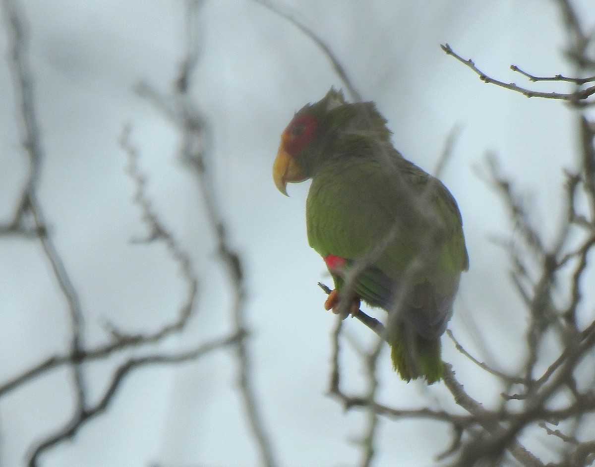 Yellow-lored Amazon - ML639323683