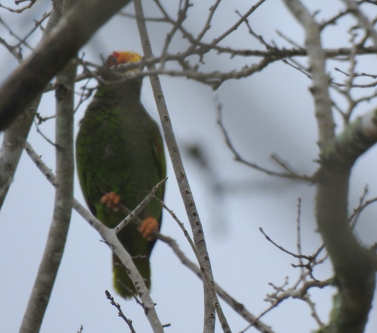 Yellow-lored Amazon - ML639323684
