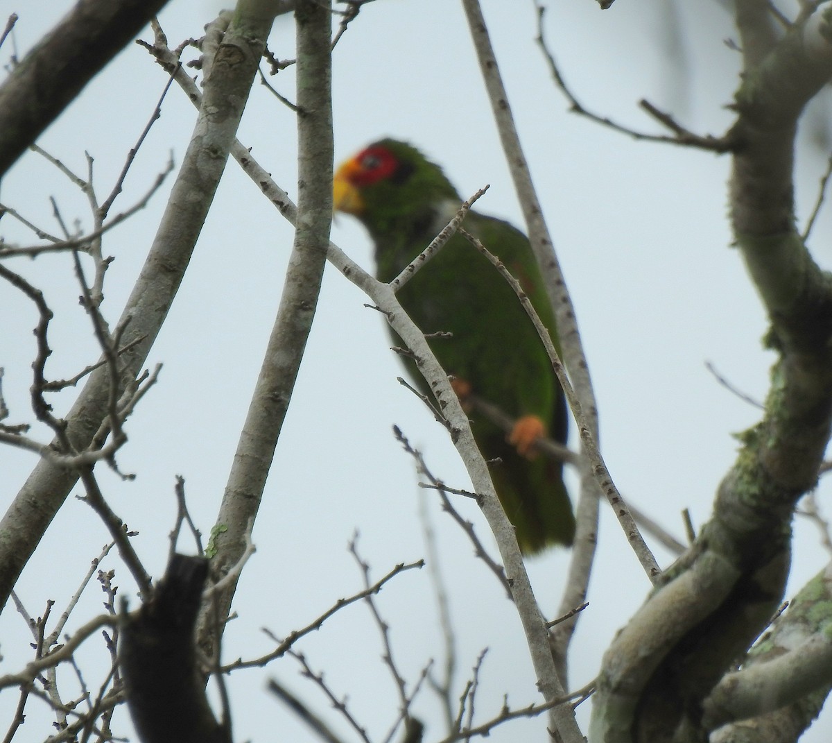 Yellow-lored Amazon - ML639323685
