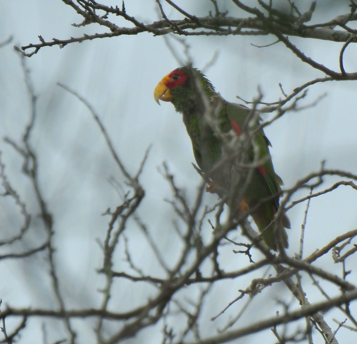 Yellow-lored Amazon - ML639323686