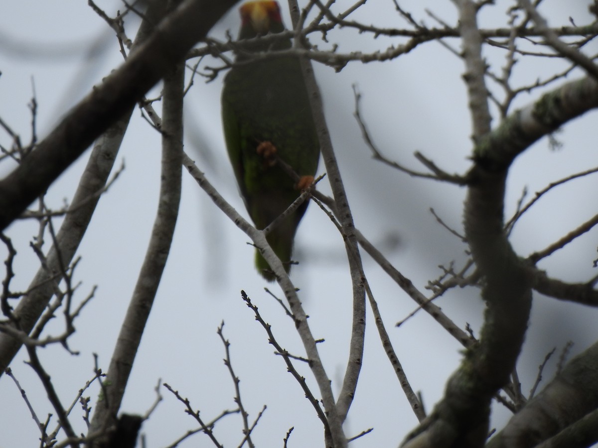 Yellow-lored Amazon - ML639323687