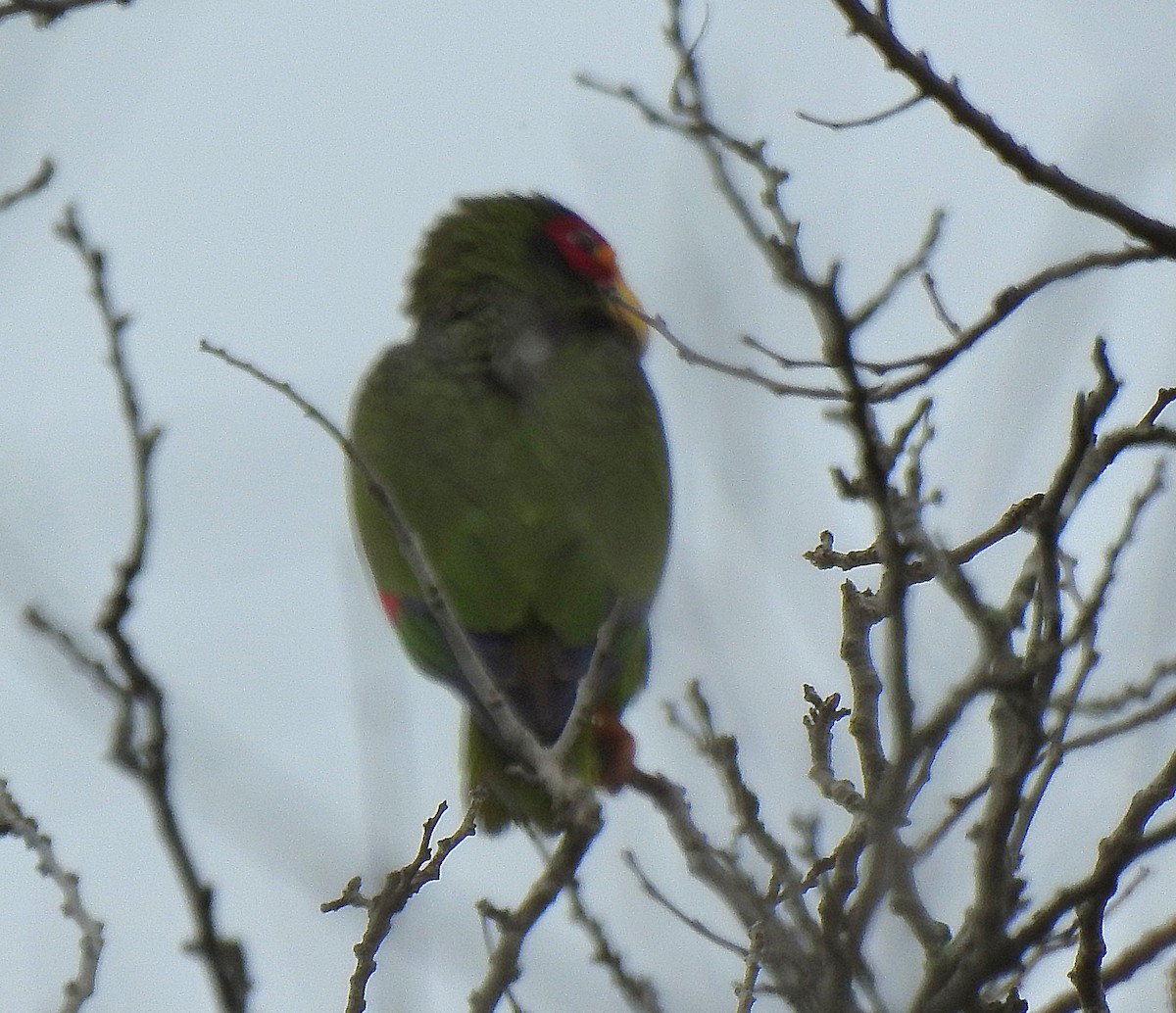 Yellow-lored Amazon - ML639323688