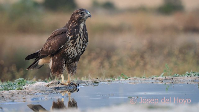 Common Buzzard (Western) - ML639323737