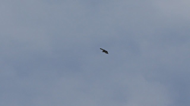 Cape Griffon - ML639323818
