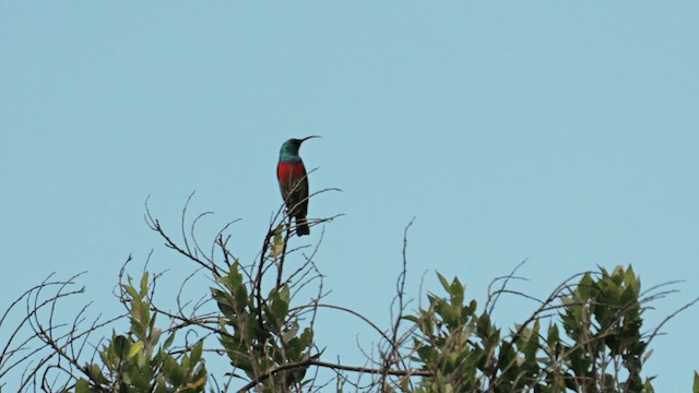 Greater Double-collared Sunbird - ML639323863