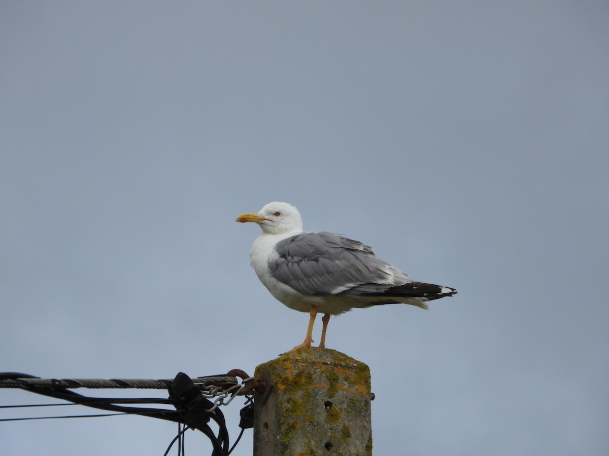 Yellow-legged Gull - ML639323901