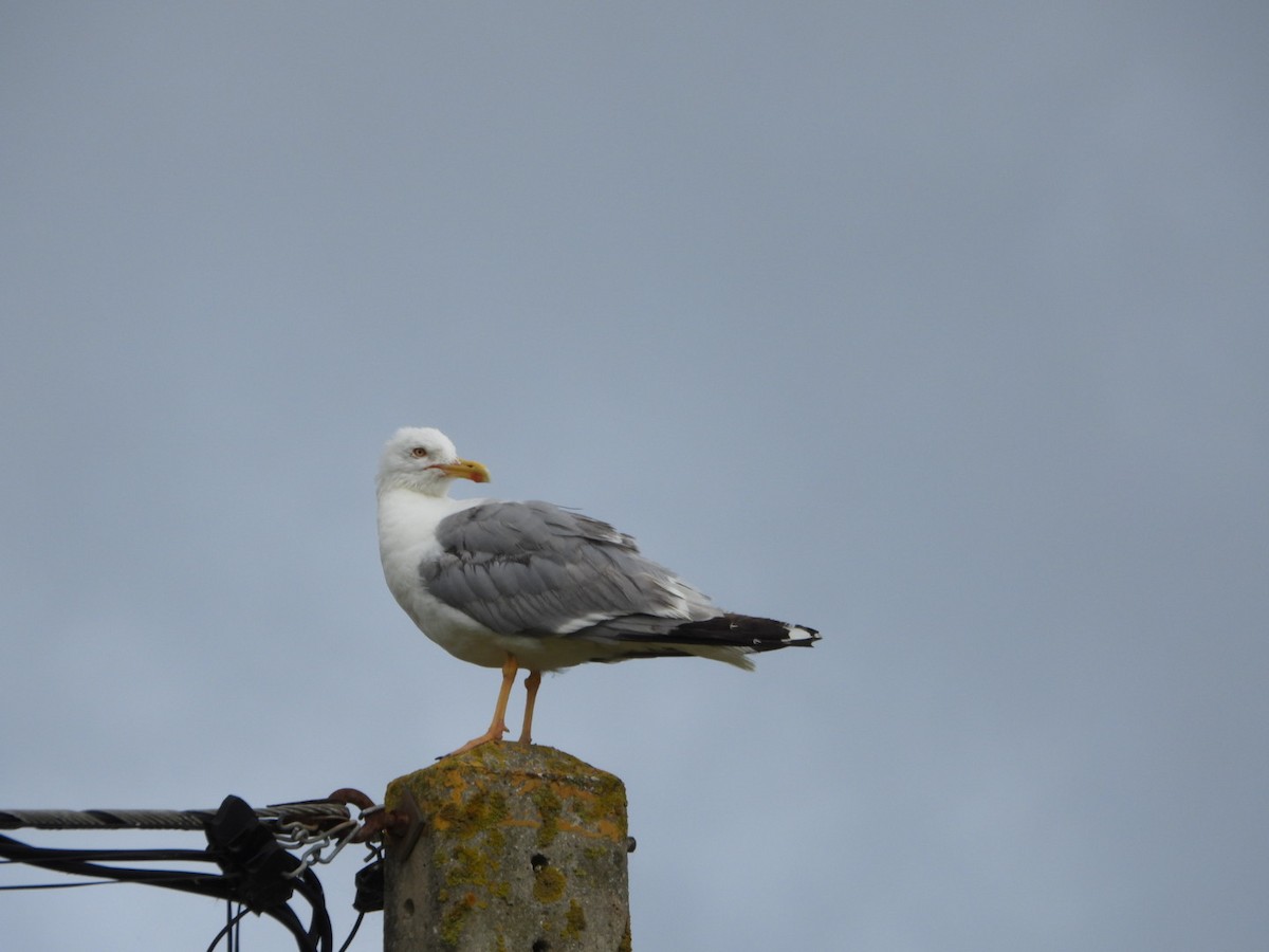 Yellow-legged Gull - ML639323902