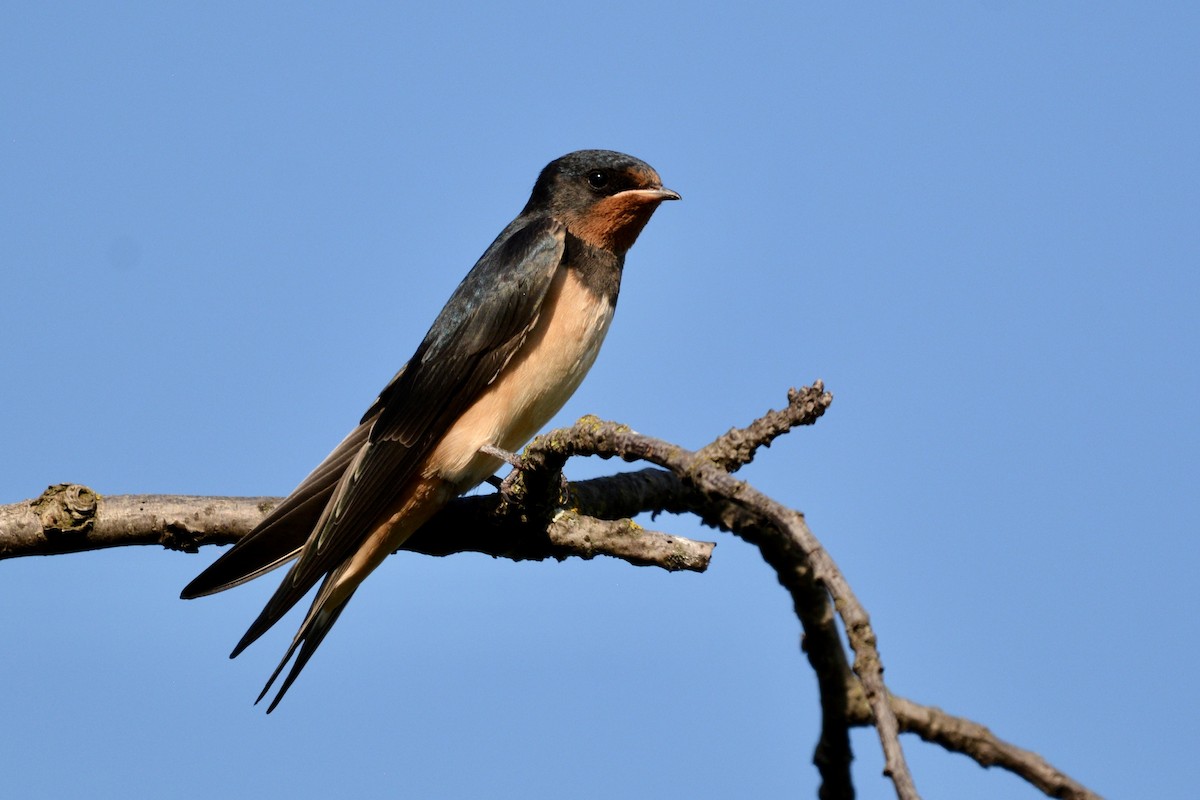 Barn Swallow - ML639323974