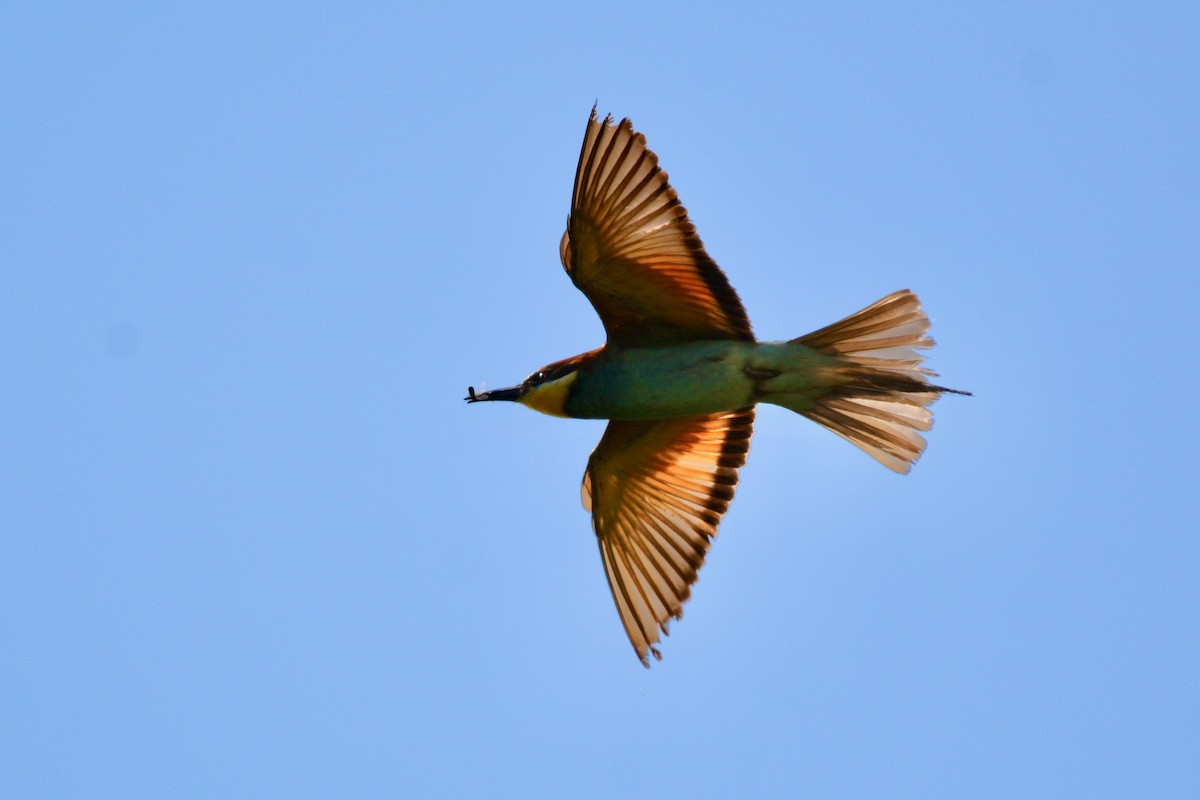 European Bee-eater - ML639323994