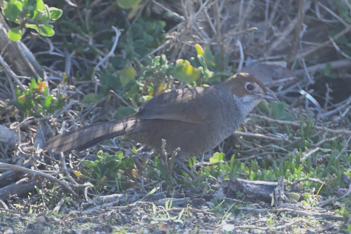 Rufous Bristlebird - ML639324043
