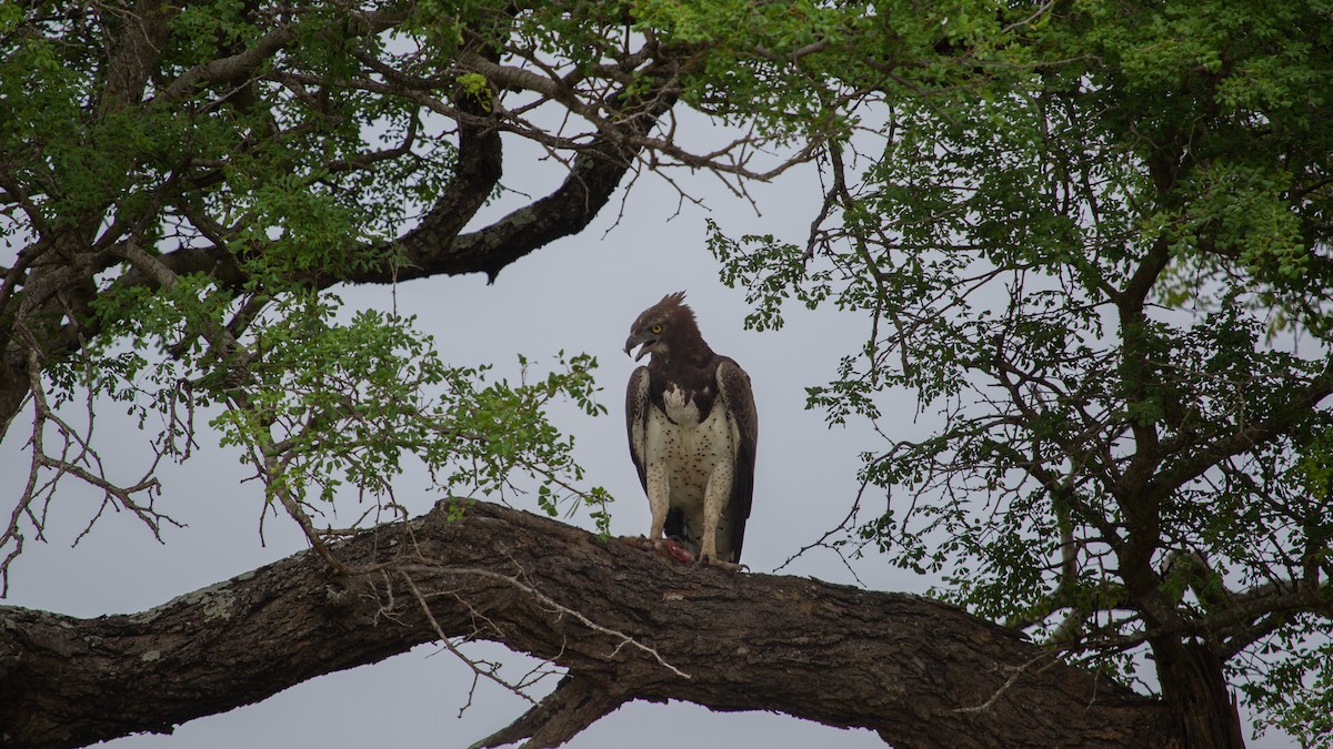 orel bojovný - ML639324044