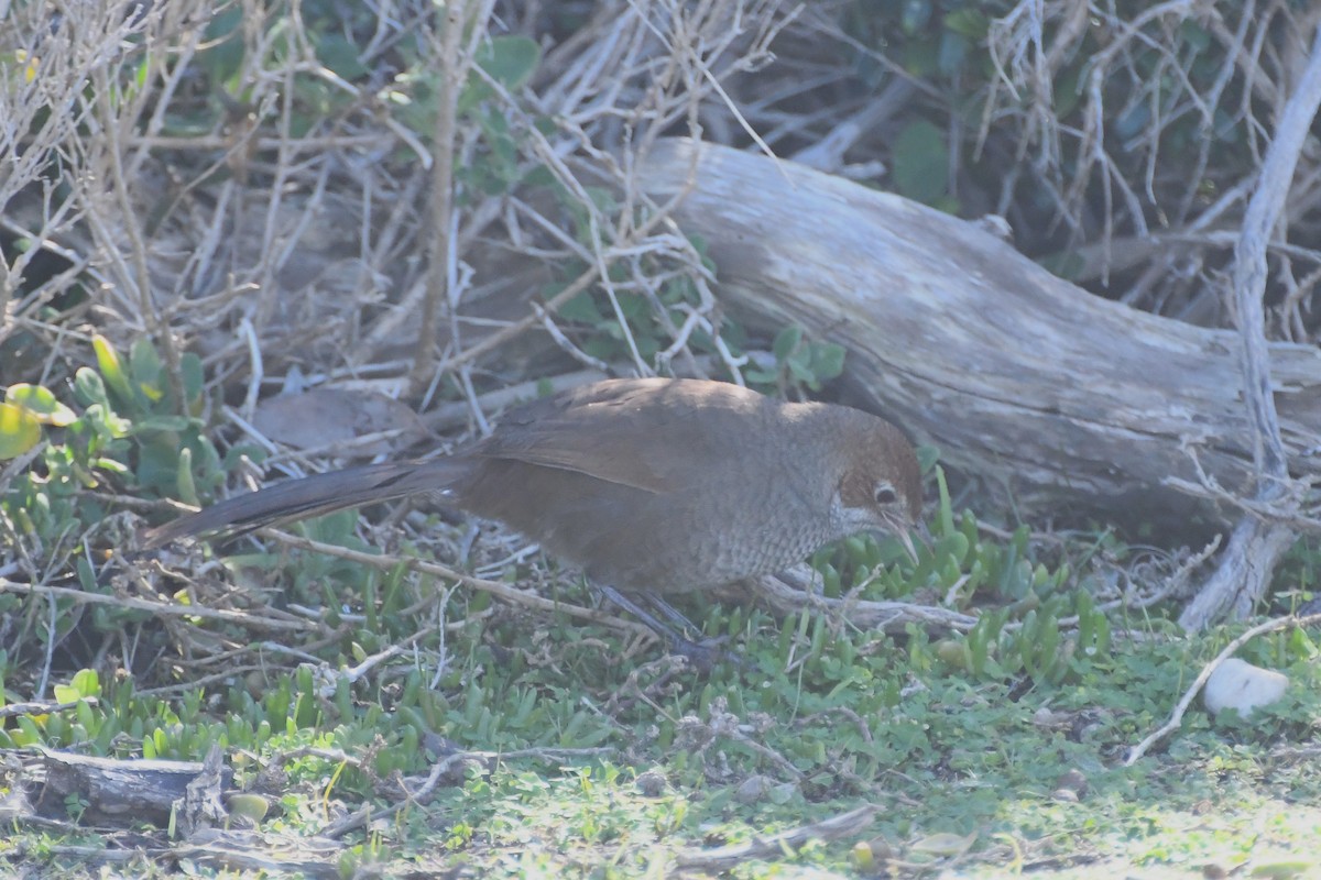 Rufous Bristlebird - ML639324046