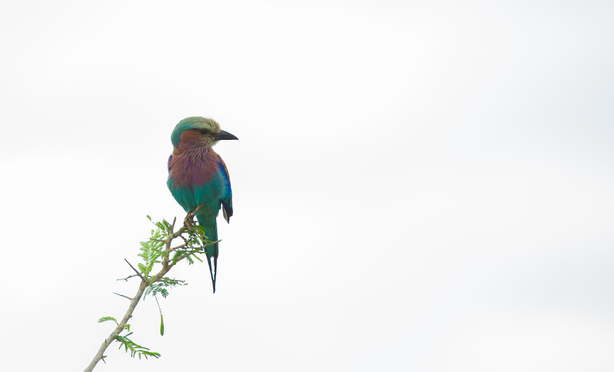 mandelík fialovoprsý - ML639324047