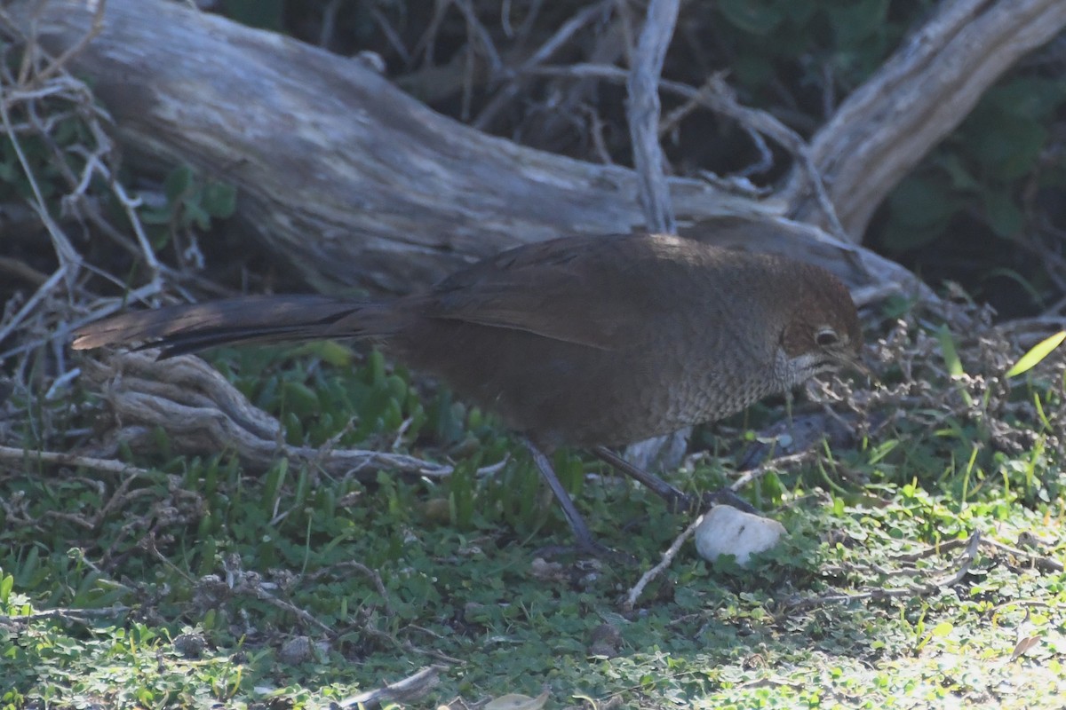 Rufous Bristlebird - ML639324048