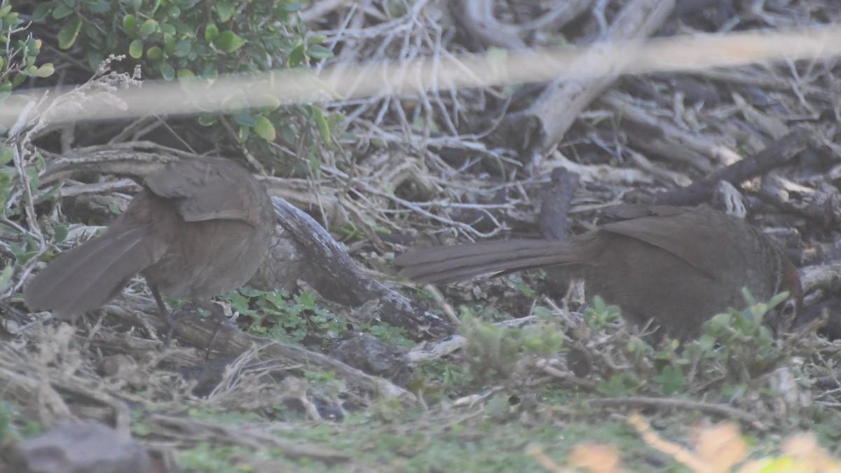 Rufous Bristlebird - ML639324050