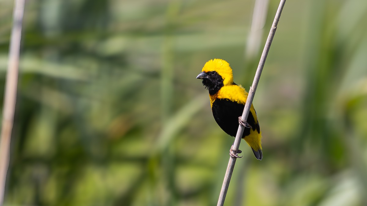 gulkronebisp - ML639324079