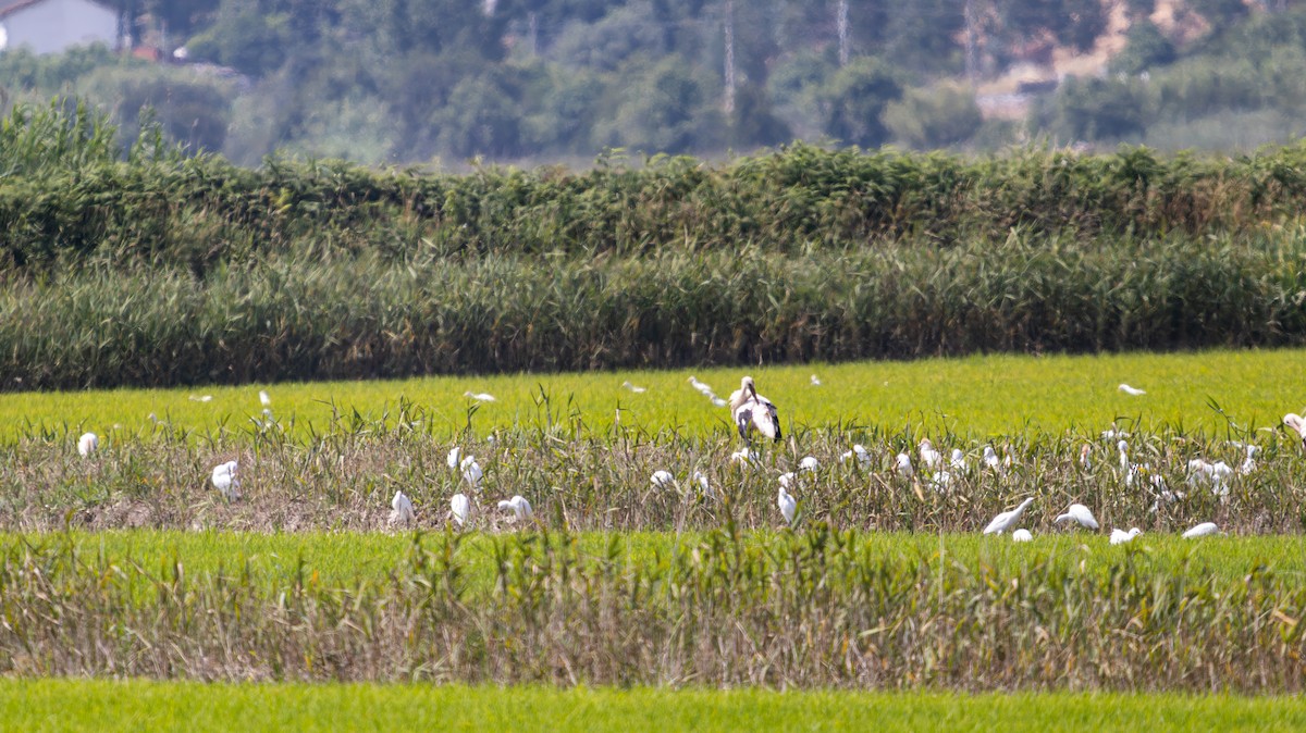 Western Cattle-Egret - ML639324081