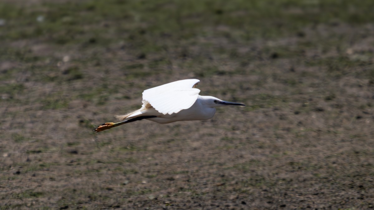 Little Egret - ML639324096