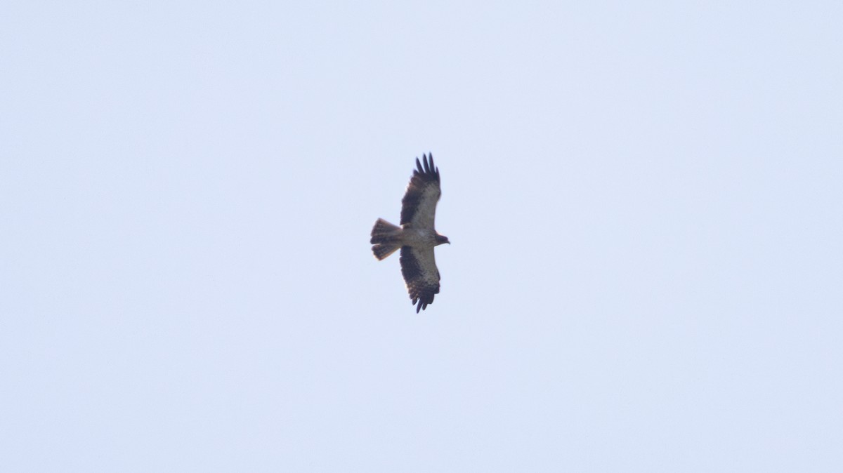 Booted Eagle - ML639324137