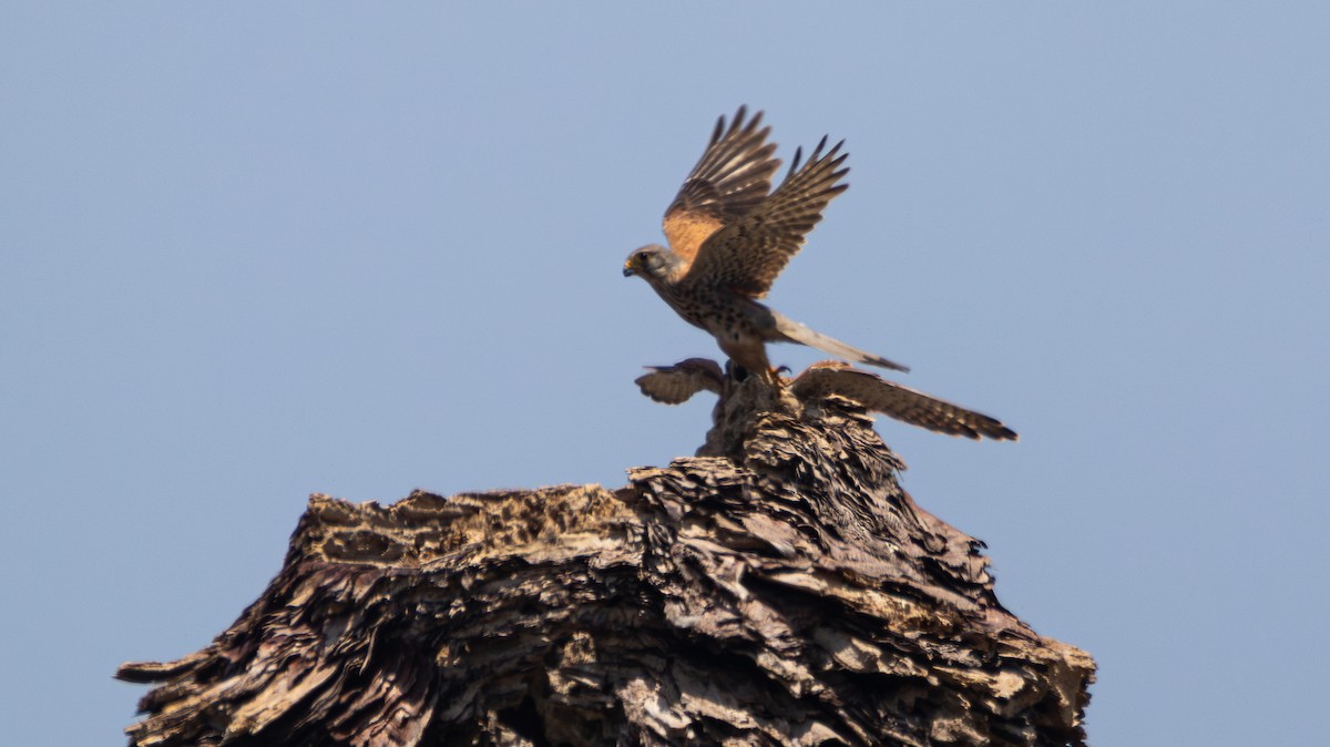 Eurasian Kestrel - ML639324148