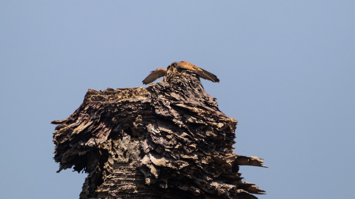Eurasian Kestrel - ML639324150