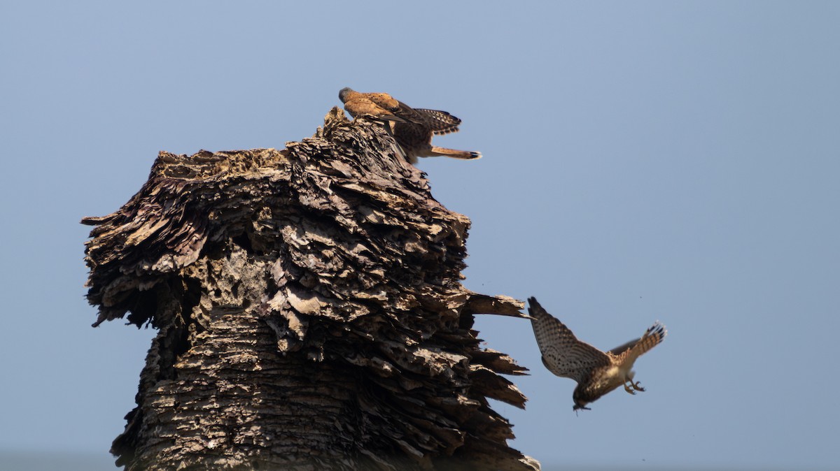 Eurasian Kestrel - ML639324151